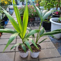 겐차야자 (10cm화분)