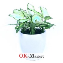 마리안느 심플 관엽식물/공기정화식물/취임/축하/결혼/승진/개업/이사/전시회/스승의날/기념, 중급