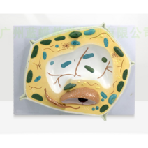 식물 세포 모형 교습 식물 현미경 표본 교구 세포 증폭