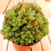 옵튜샤 키우기 예쁜 실내 거실 다육1-40 랜덤, 단품, 1개