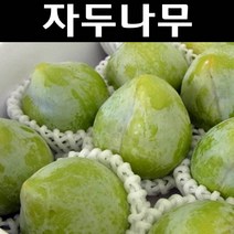 청자두/켈시 나무 묘목 R4cm 결실주(분) 1개/유실수/과수