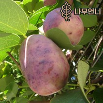 으름나무 대과종 유실수 나무언니, 홍화으름(대과종) 결실주