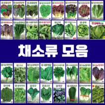 채소 씨앗 엽채류 모음 궁채나물 모듬 상추 쌈채 양상추 치커리 청경채 갓 케일 텃밭, 28.레드치커리, 1개