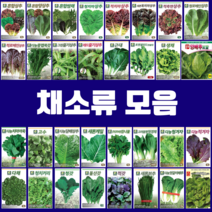 마씨앗2kg 구매률이 높은 추천 BEST 리스트