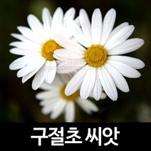 구절초씨앗 구절초 씨앗 1000알