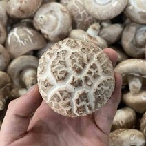 국내산 버섯 가정용 못난이 표고버섯 특품 중품 하품 1kg, 표고버섯(중품)1kg, 1개