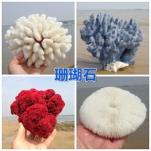 철갑상어키우기 구피암컷 베타암컷 천연 산호 화초 돌패각 소라껍데기 조경 가구 장식, 44 벌집 산호 12cm 정도