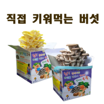 느타리 노루궁뎅이버섯 키우기(교육용키트), 흑색느타리
