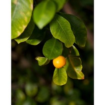 [꽃담은나무] 귤나무 모음, 13. 레몬나무 H0.3~0.5