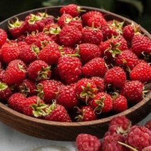 기타 영화농산 특급 산딸기 500kg 판매 가격 논산 제철