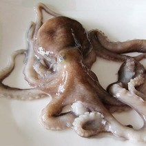국내산 생물 낙지4미, 단품