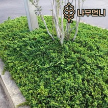 좀눈향 선좀눈향 상록수 정원수 조경수 나무언니, 좀눈향 폭50cm