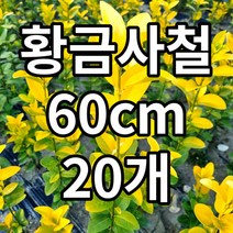 황금사철 60cm 20개 철쭉마켓 나무 묘목 생울타리 울타리 담장
