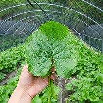 강원도 홍천 유기농 산나물 1kg / 곰취 삼립국화 당귀 어수리 고추냉이잎 명이나물 눈개승마, 곰취 250g, 1개