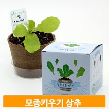 교육용 모종 가꾸기 상추 화분 식물 키우기 초등 체험 학습 관찰 준비물