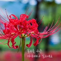 꽃무릇 구근 [12구](복남이네 야생화 석산 붉은 상사화 리코리스 lycoris 레드)