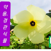 고운블랙 금화규 씨앗100g 약용식물