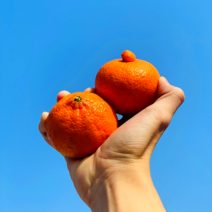 [GAP인증]탐라향 제주도 만감 산지직송 13브릭스이상 가정용 선물세트 3kg 5kg 10kg, 가정용소과