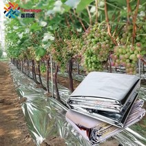 사과 반사 필름 야외 양면 반사 마일 라 필름 패치 온실 농업 실버 코팅 뿌리 덮개 과일 촉진 빨간색 따뜻, 1X30M