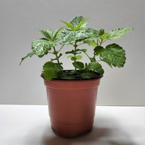 레몬밤화분