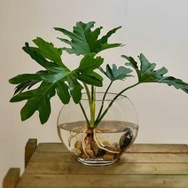 식물 공기정화식물 수경재배 인테리어식물 호프셀럼중, 해당 상품 선택하기