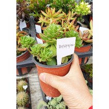 안산 플라워마트 다육식물 레티지아