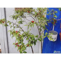 지산농원 산앵두-이스라지 야생화