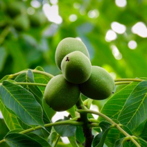 호두나무 묘목 / 실1년생 / 호두 185 (열매가 일찍맺고 수확량 많은 유망견과수종) FT219