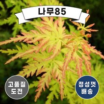 (나무85) 신품종 단풍나무 시리즈, 6.일본단풍 카츠라 9cm포트