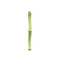갑조네 개운죽 1p 공기정화식물 수경재배 10cm 20cm 30cm 40cm 50cm 60cm 70cm 80cm 90cm 100cm 수경식물