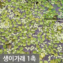 파라곤 아쿠아 부상 수초 물배추, 물배추 1촉