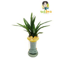 보세 동양란 개업 승진 축하화분 인테리어화분 동양난, 동양란 - 보세, 읍/면/리 단위 지역(배송비 2만원 추가)