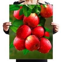FASEN 액자 캔버스형 보석십자수 DIY 키트 40 x 50 cm, 1개, ZSH006.붉은 사과