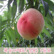 충주원예조경 복숭아백도(경봉)*1등묘, 주