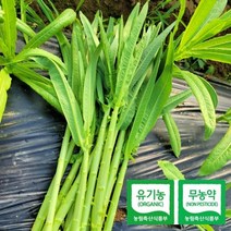 강원도 원주 산지직송 유기농 무농약 적궁채 궁채, 유기농 적궁채 / 2kg
