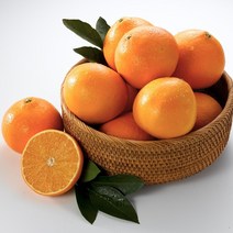 금귤 천혜향 고당도 제주황금향 2kg 3kg 하우스귤, 하우스 황금향 5kg 20-40과