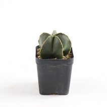 갑조네 난봉옥 청난봉옥 다육식물 선인장 희귀 다육이 플랜테리어, 청난봉옥(랜덤)