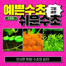 [수초킹] 예쁜수초 쉬운수초 3종세트 / 구피 새우 치어 치비 암브리아 로타라 인디카 홍콩 루드위지아 구피수초 수초 수초전문 수초도매 부상수초 초보 어항 수초세트, 3종 13촉(워터머쉬룸5촉+레드밀리오3촉+페루마5촉)
