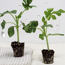 망고수박 모종 가정원예용 베란다 옥상 주말농장 텃밭 재배, 망고수박모종5주