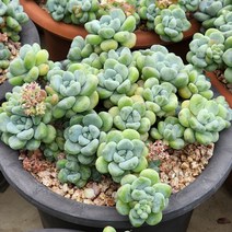 라울 대품 (랜덤), 1개