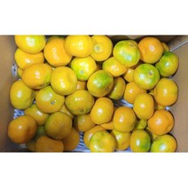 제주 노지감귤 제주감귤 5kg 10kg 극조생 10월5일 출고 예약판매, 01.극조생 제주 노지감귤 5kg, 1개