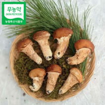 [참송이]직접재배 산지직송 친환경 참송이버섯 가정용 500g/800g/1kg, 가정용 1kg