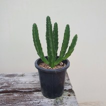 우각선인장 소품 15~25cm 39국민다육 다육식물 화분
