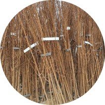 자두나무 대왕자두 묘목 접목2주, 1개