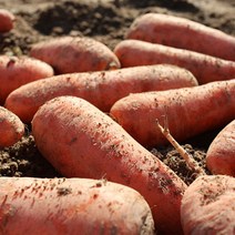 김해 하우스 햇 흙 당근 3kg 5kg 산지직송, 2. 김해 햇 흙당근(중) 5kg