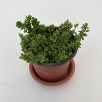 그린플랜트 공기정화식물 드라세나콤펙타