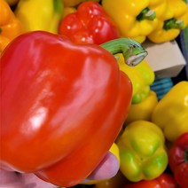 특품 피망파프리카 파프리카 5kg 2.5kg, 빨강 노랑(혼합)_5kg, 1개