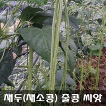 [해피플라워] 줄기 채 먹는 콩 채두(채소콩) 줄콩 씨앗 50립 / 봄 파종 웰빙푸드 종자