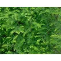 유근피나무묘목 50주