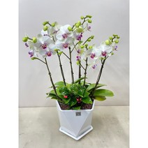 퀵 배송 서울서초개업화분 경찰서승진축하문구 인사이동문구 생신선물문구 지점개업화분문구 지점인사이동 서울지점장축하선물 회장님생신선물, 3.노랑